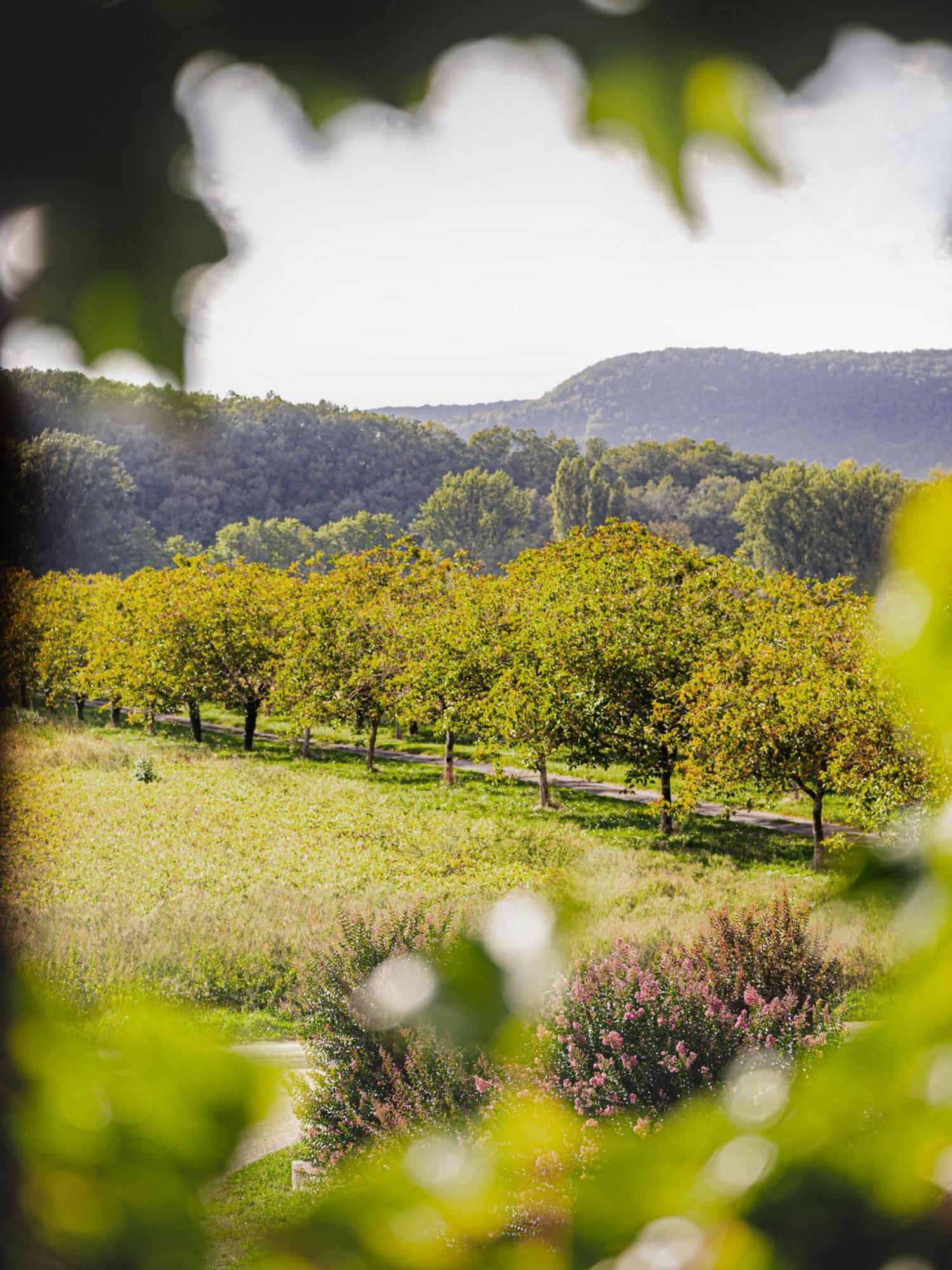 Chateau La Gineste - Castle And Vineyard Duravel エクステリア 写真
